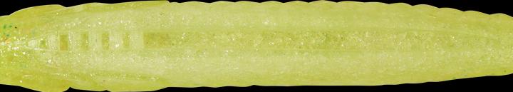 Caperlan 332780 (10 cm)