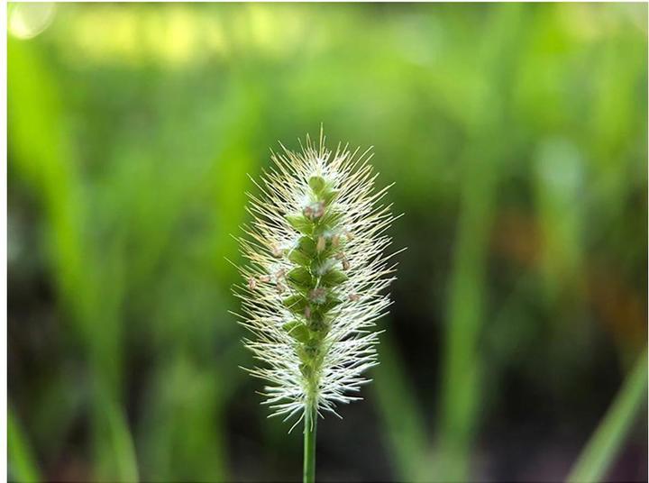 Productafbeelding Ulanzi Smartphone lens 75 mm macro