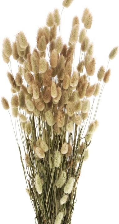 Geschenkkörbe CH Hare's tail grass, Lagurus dried flowers, natural (Dried flowers)