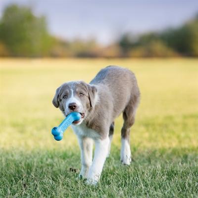 Image du produit KONG Os de chiot Goodie (Jouet pour chiot)