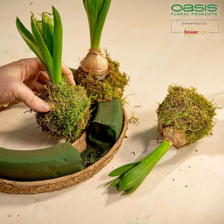Produktbild Oasis BIOLIT Kranz
