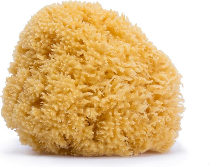 Actual product image Suavinex Sponge