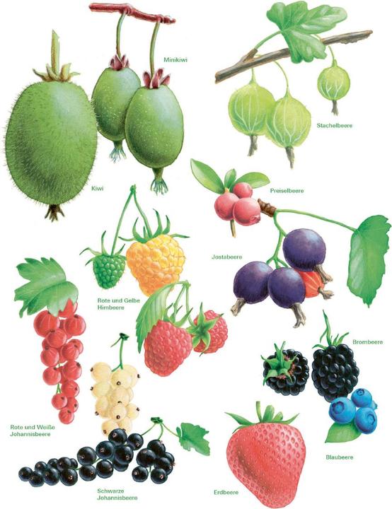Produktbild Das grosse Gemüse- und Obstgartenbuch (Deutsch, Joachim Mayer, 2025)