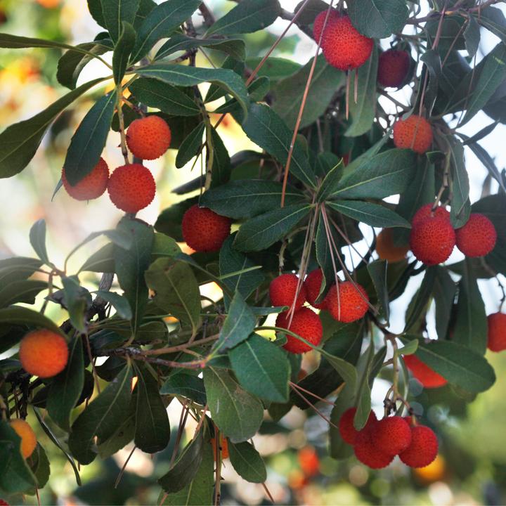 Image du produit Plant in a Box Arbutus Unedo - Set de 3 arbousiers (25 cm)