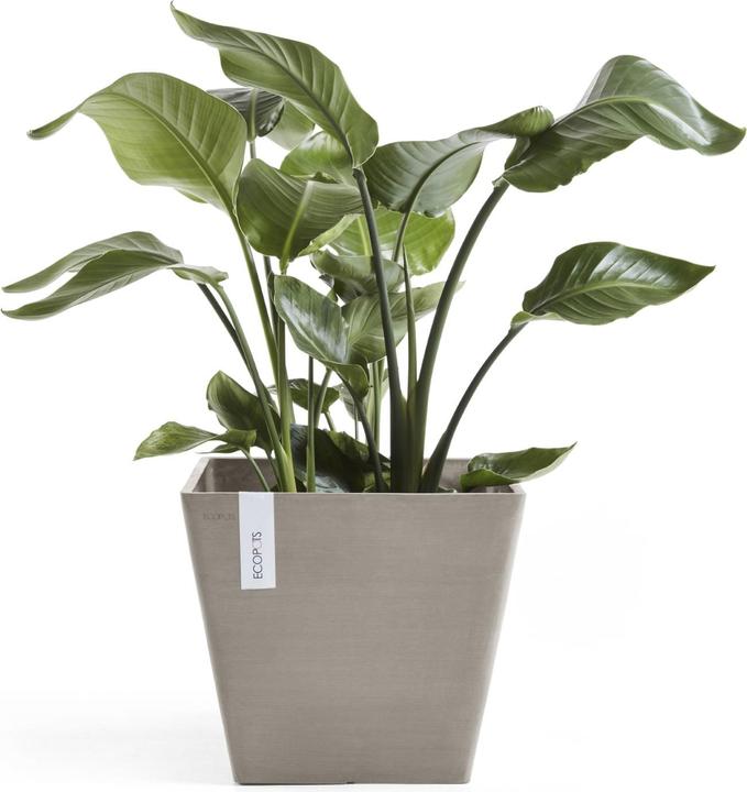 Actual product image Ecopots Rotterdam (50 cm)