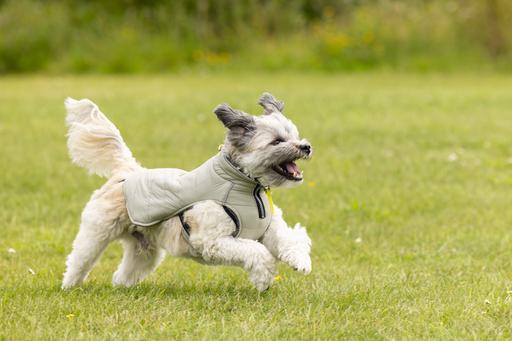 Produktbild Beeztees Bz Hund Mantel Bobby Taupe 52 (52, Hundemantel)