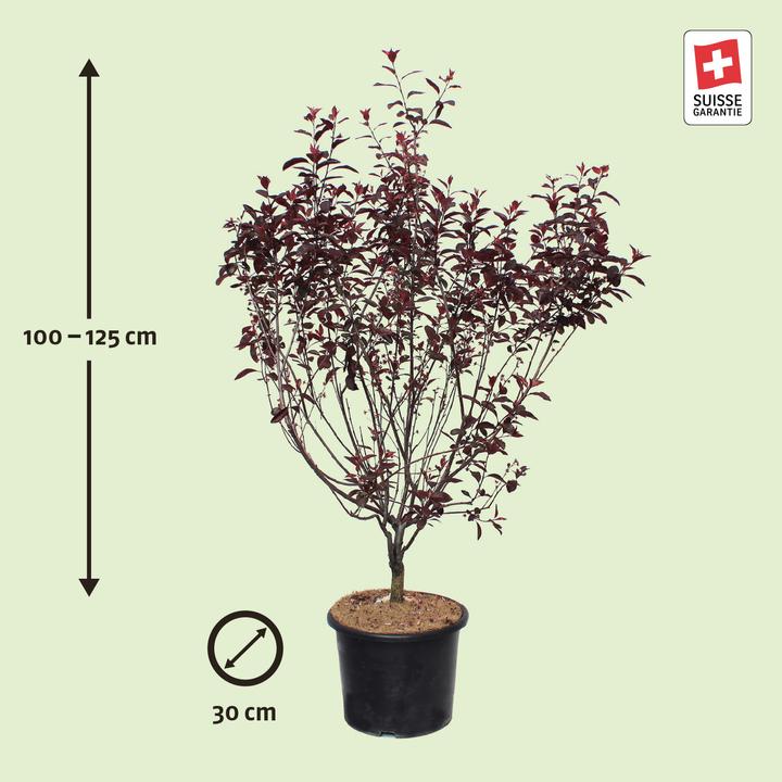 Immagine prodotto Zulauf Zwerg-Blut-Pflaume / Prunus cistena (125 cm)