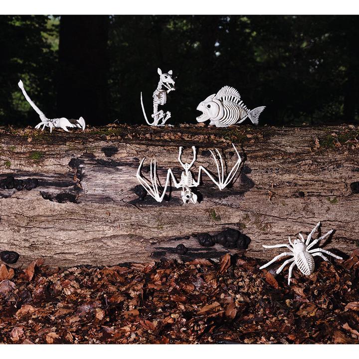 Actual product image Boland Scorpion skeleton