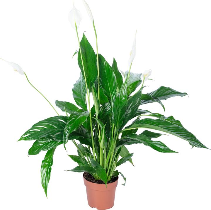 Immagine prodotto Flowerbox Monocot - Spathiphyllum (50 cm)
