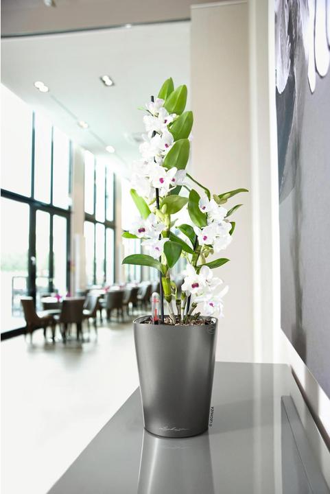 Produktbild Lechuza Deltini (15 cm)