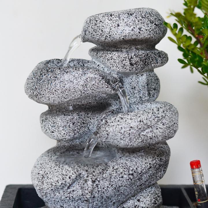 Actual product image Plant in a Box Bonsai Ligustrum, Carmona, Ficus Retusa, Syzygium, Sageretia - Bonsai Water System Stones (25 cm)
