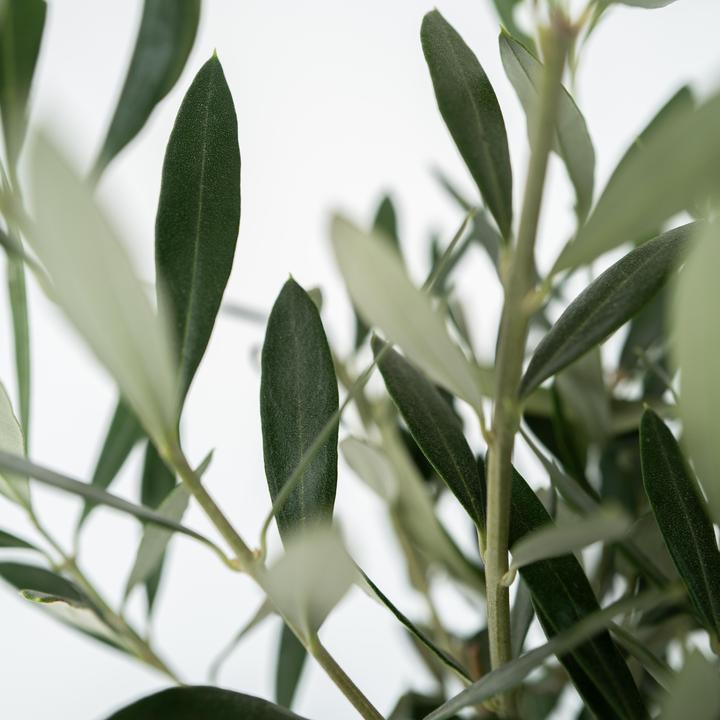 Produktbild Plant in a Box Olea Europaea - 2er Set Olivenbaum (90 cm)