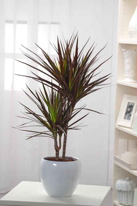Produktbild Plant in a Box Dracaena Marginata Magenta - Drachenbaum (110 cm)
