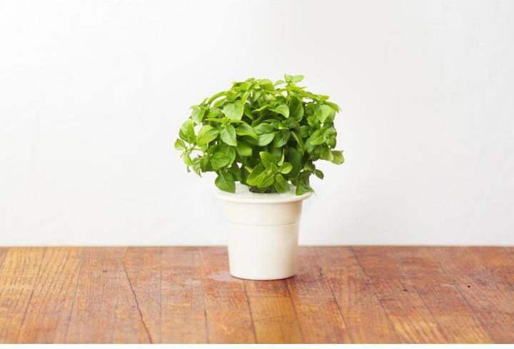 Produktbild Click and Grow Zwergbasilikum (Kräutersamen)