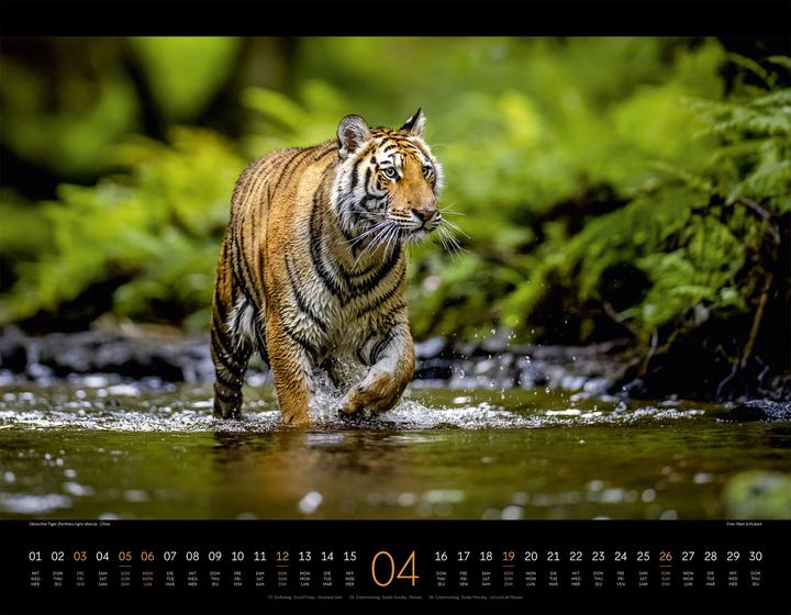 Produktbild Königreich der Katzen Kalender 2026 (54 x 42 cm, Englisch, Französisch, Deutsch)