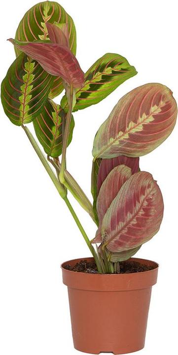 Actual product image VEG and the City Tanara (Arrowroot - Maranta leuconeura tricolor) (35 cm)