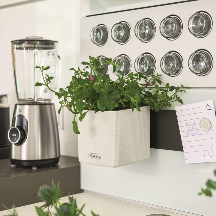 Immagine prodotto Lechuza Green Wall Home Kit (15 cm)