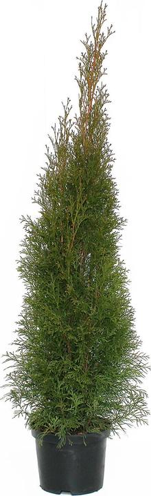 Image du produit Zulauf Thuja / Thuja occ. 'Smaragd' (100 cm)