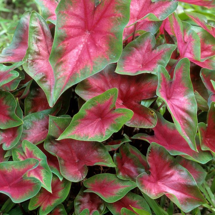 Image du produit Plant in a Box Caladium Postman Joyner - Lot de 2 Arum (25 cm)