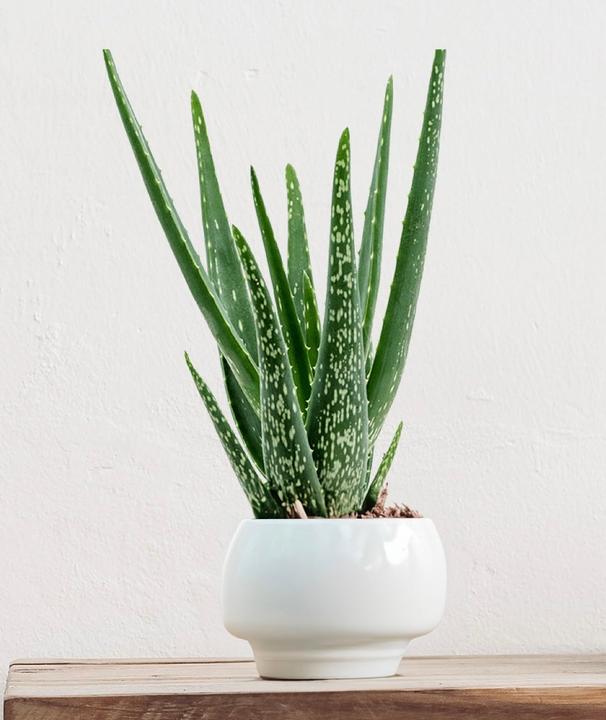 Actual product image Mahaloplants Aloe vera (35 cm, Animal friendly)