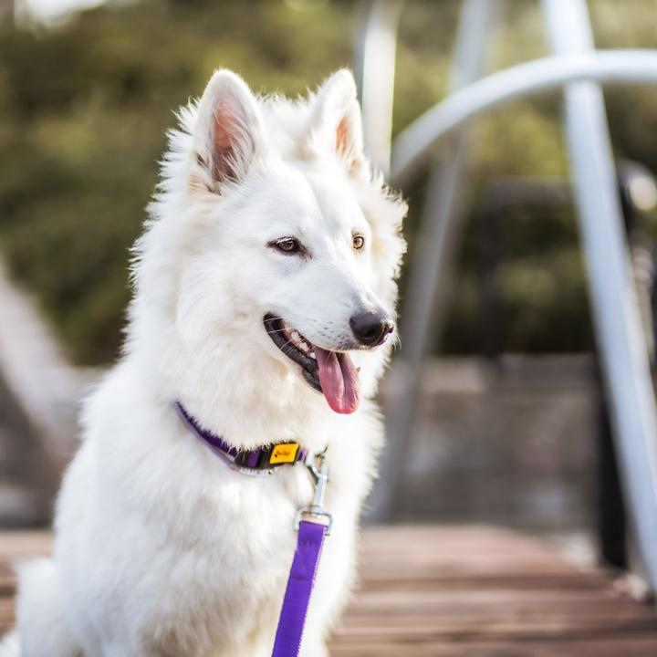 Produktbild Red Dingo DINGO Energy purple - Hundehalsband - 24-39 cm (Hund, Allgemein)