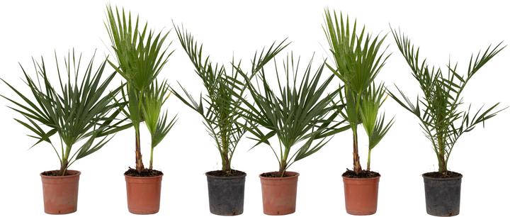 Plant in a Box Phoenix canariensis, Chamaerops Humilis, Washingtonia Robusta (50 cm)