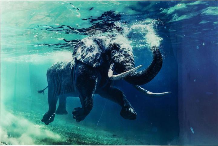 Produktbild Kare Design Bild Glas Swimming Elephant 180x120cm (120 x 180 cm)