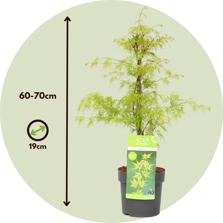 Immagine prodotto Plant in a Box Acer palmatum 'Emerald Lace' - set di 2 alberi di acero (60 cm)