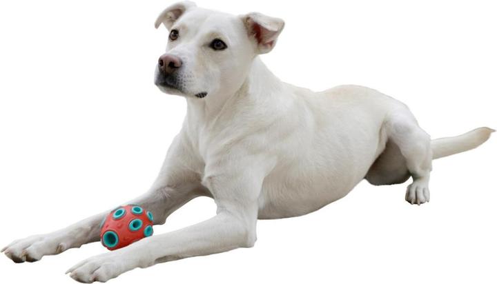 Productafbeelding Kerbl ToyFastic, kauwspeeltje voor honden, vulbaar tandvriendelijk Rugby (Kauwspeeltje voor honden)