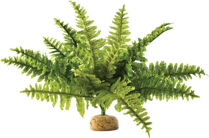 Exo Terra Boston Fern M