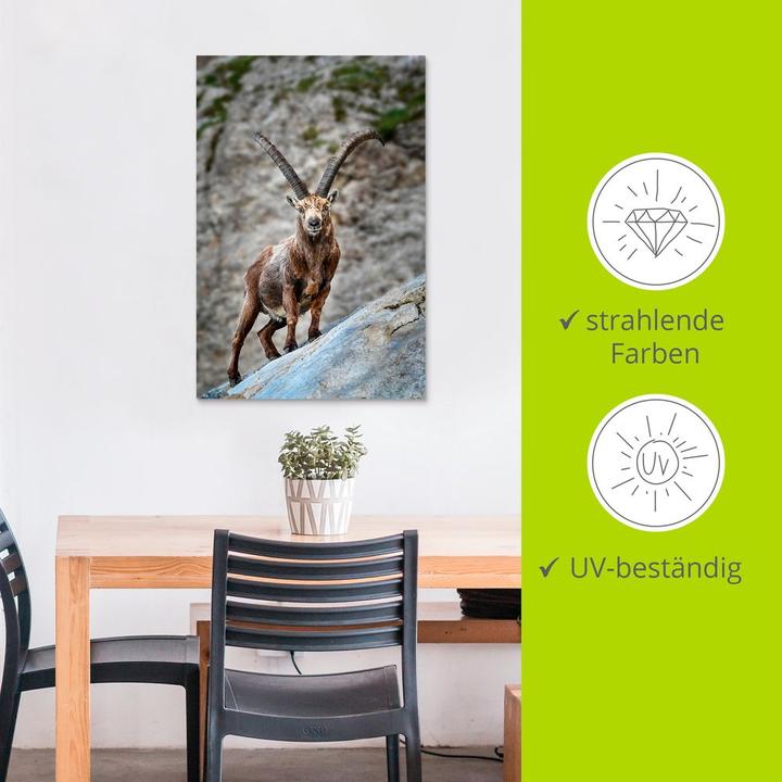 Produktbild Artland Steinbock mit grossen Hörnern U3VG (20 x 30 cm)