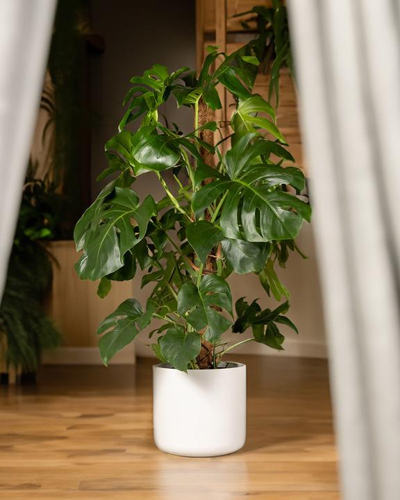 Immagine prodotto feey Monstera XL (125 cm, Appena rinvasata)
