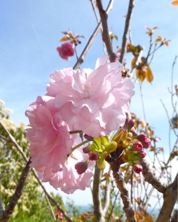 Image du produit Tropica Cerisier d'ornement japonais (Prunus Serrulata) (Germes)