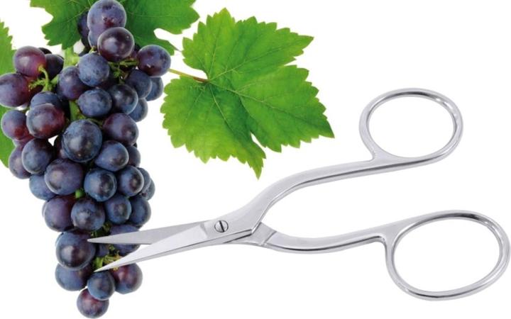 Produktbild Contacto Traubenschere L: 16cm (16 cm)