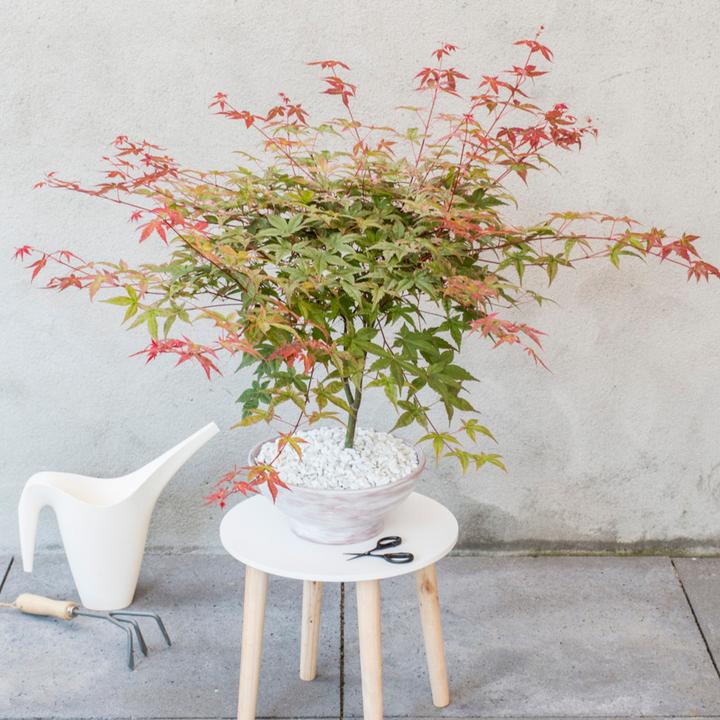 Immagine prodotto Plant in a Box Acer palmatum 'Atropurpureum', 'Beni Maiko', 'Orange Dream' - miscela di 3 aceri (70 cm)
