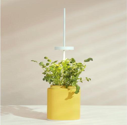 Produktbild Prêt à Pousser Kräutertopf Nano, Mimosa Yellow (13.50 cm)