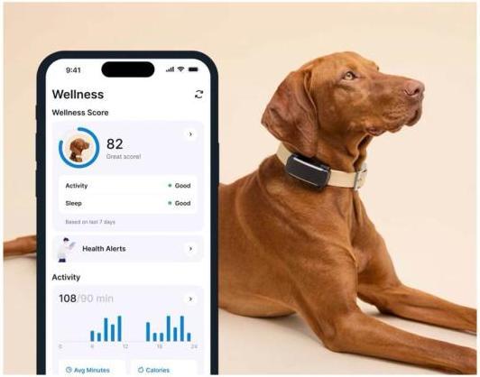Actual product image Tractive GPS Tracker Dog 6 (Dog, Walks)