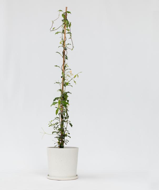 Produktbild Plant in a Box Trachelospermum jasminoides 'Pink Showers' - (110 cm)