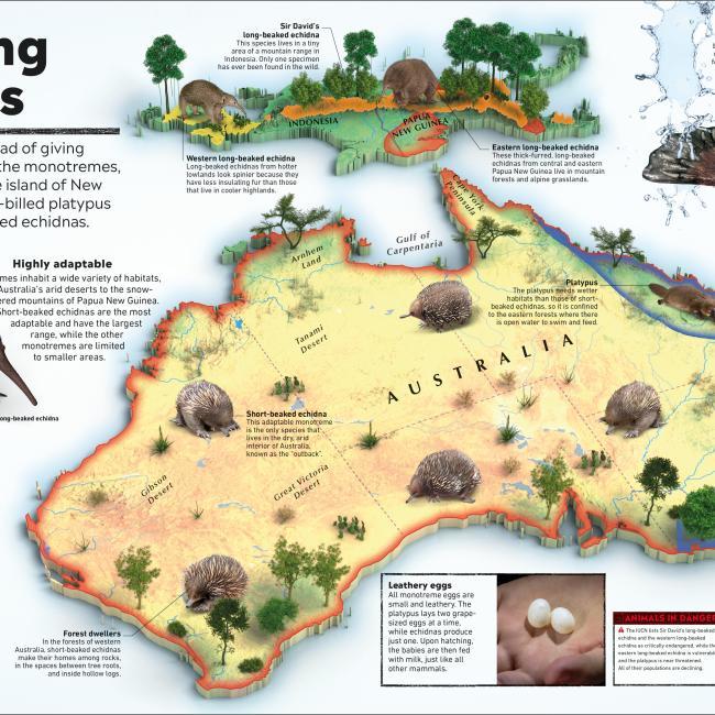 Image du produit What's Where on Earth? Animal Atlas (Anglais, Dorling Kindersley Ltd., 2021)