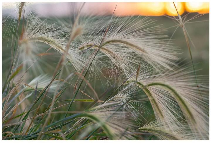 Immagine prodotto Tokina AT-X M 56 mm f/1.4 Sony E (Sony E, APS-C / DX)