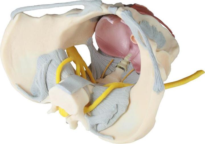 Immagine prodotto Erler Zimmer Modello di bacino femminile con apparato legamentoso, nervi e pavimento pelvico