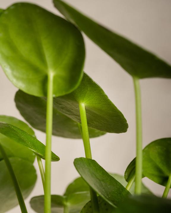 Image du produit feey Plante Ufo (25 cm, Fraîchement rempotés, Respectueux des animaux)