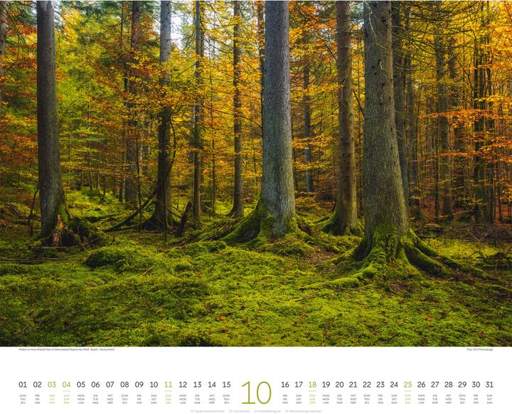 Actual product image Wald Kalender 2026 (54 x 48 cm, Hardcover, German, French, English)
