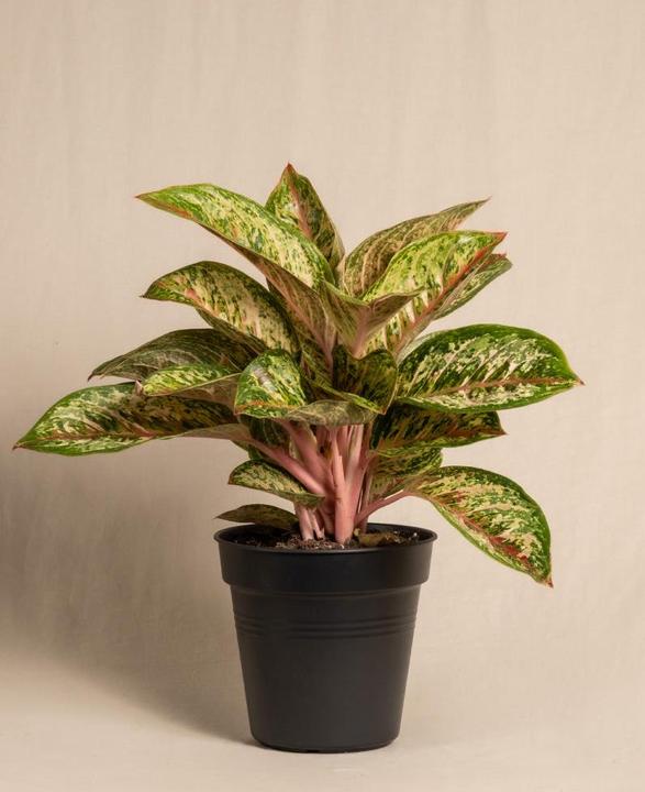 feey Aglaonema Célébration peinte (55 cm, Fraîchement rempotés)