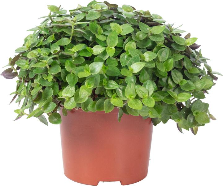 Produktbild Flowerbox Kriechendes Schönpolster - Callisia Turtle "Smit Eden Elegance" (15 cm)