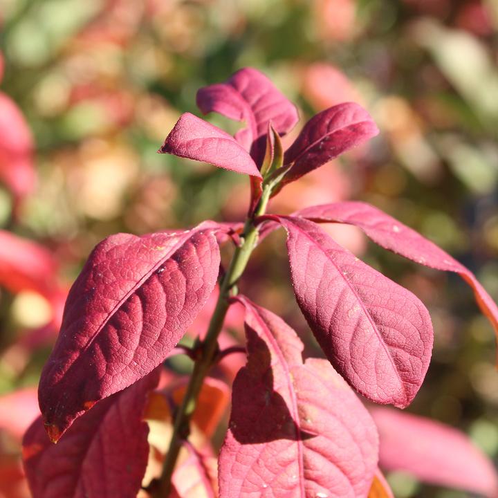 Produktbild Zulauf Rote Heckenkirsche / Lonicera xylosteum (100 cm)