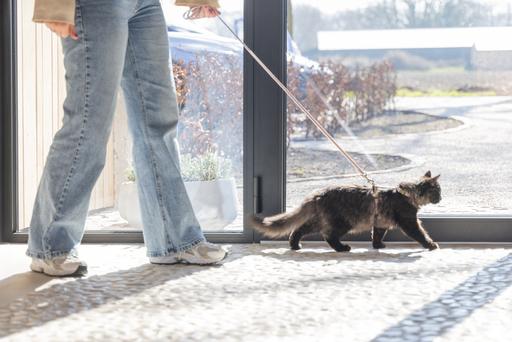 Image du produit Designed by Lotte Harnais de chat Virante (L, Chat, Promenade)