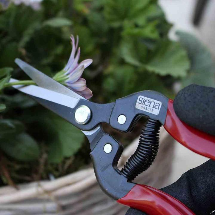 Produktbild Siena Garden Premium Lese/Ernte/Blumensch
