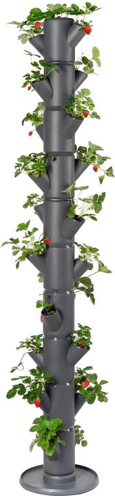 Produktbild Gusta Garden Sisi Strawberry Infinity (27 cm)