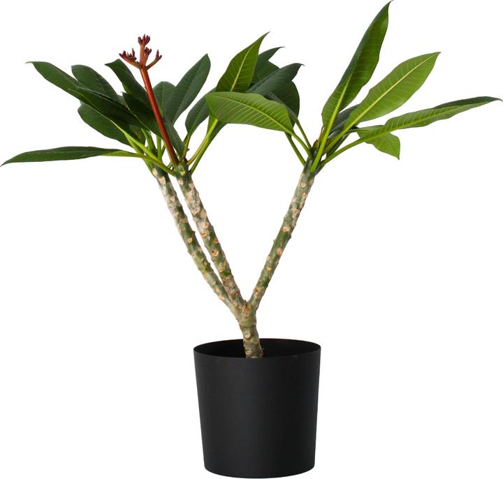 Actual product image Plant in a Box Plumeria Frangipani Pearl - Hawaii plant (70 cm)